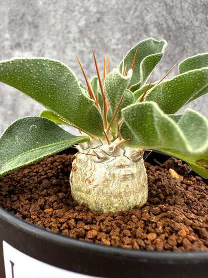 【現品限り】パキポディウム・ナマクアナム 光堂 実生【I61】 Pachypodium namaquanum