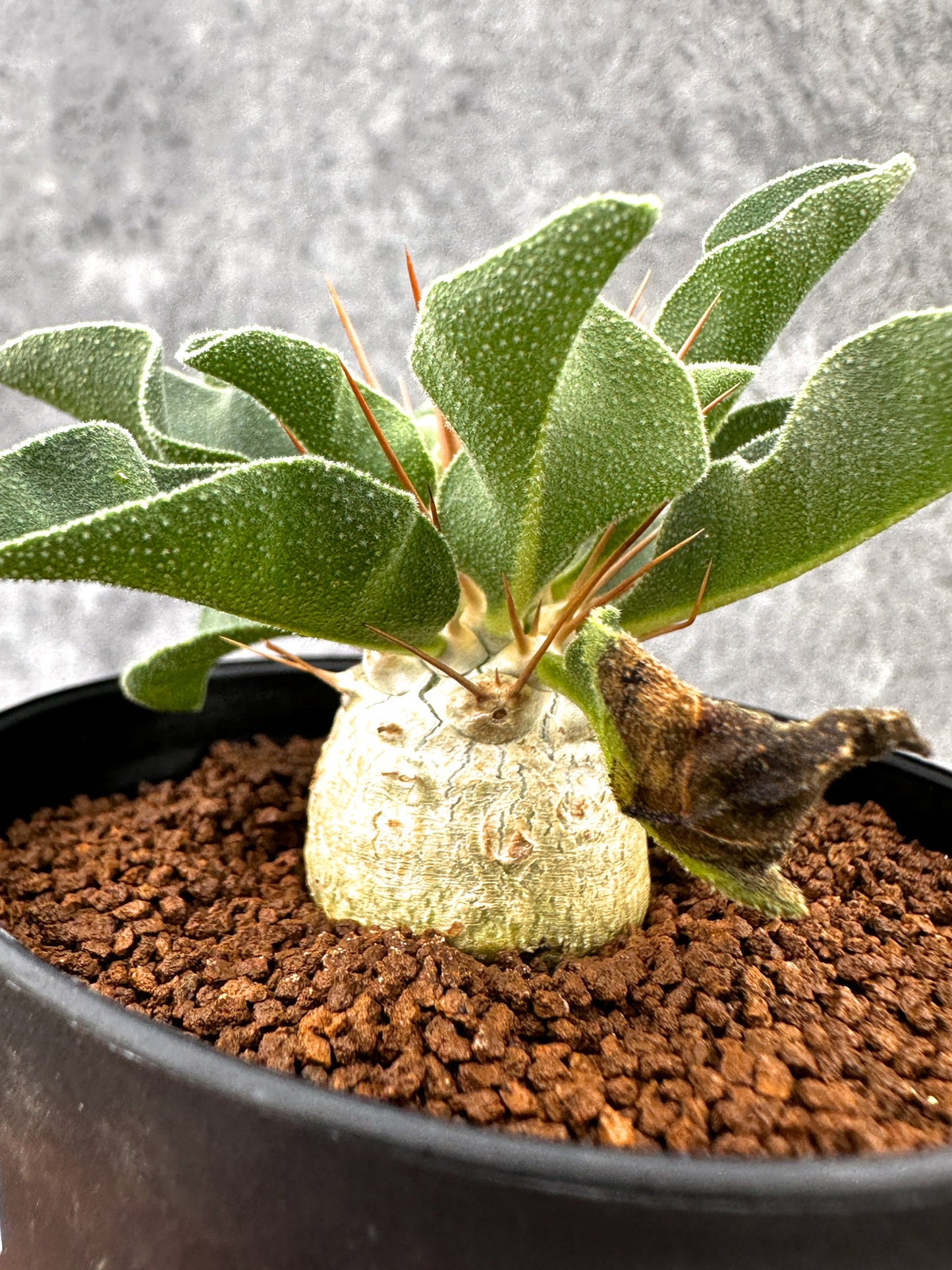 【現品限り】パキポディウム・ナマクアナム 光堂 実生【I61】 Pachypodium namaquanum