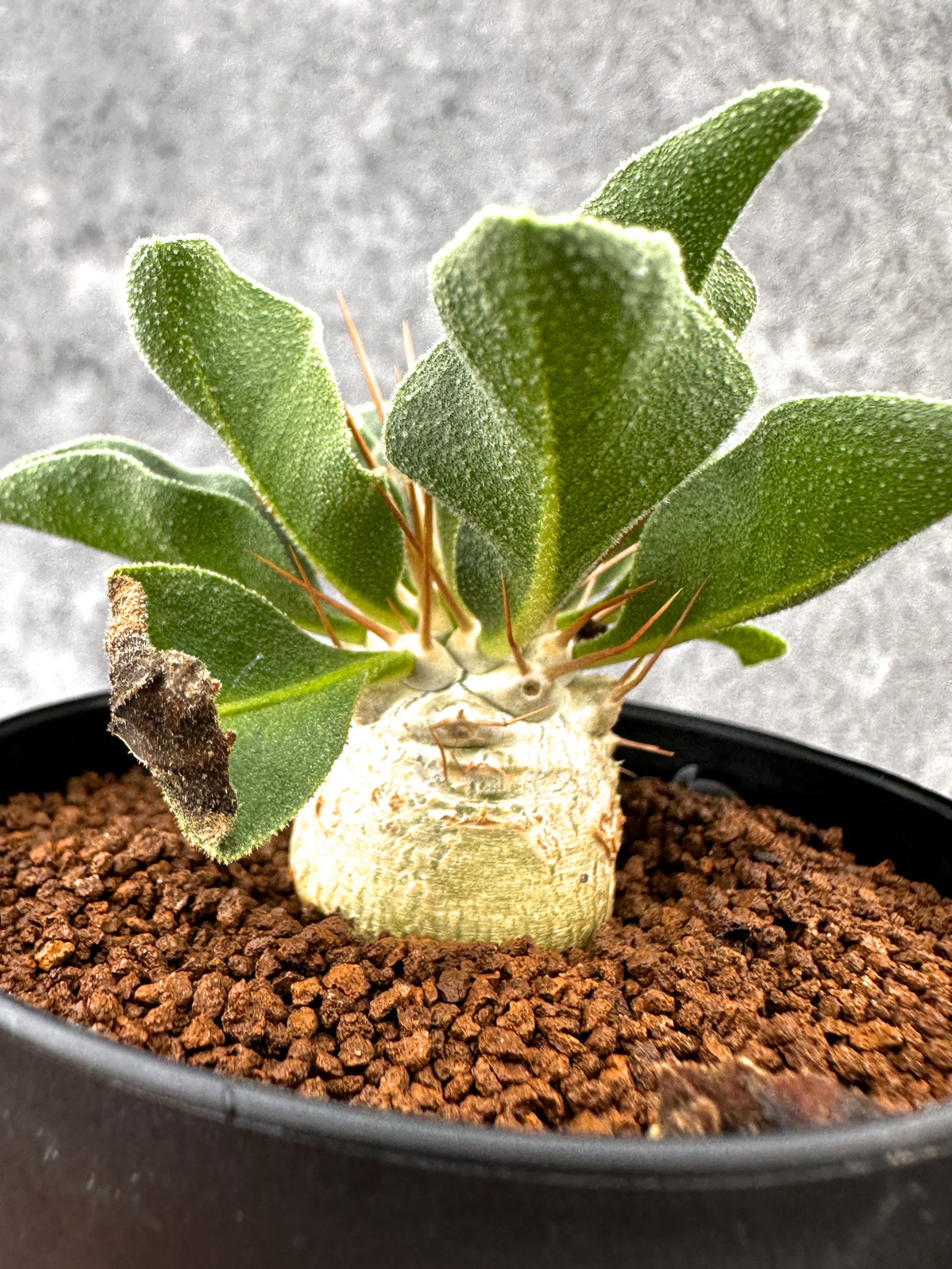 パキポディウム・ナマクアナム 光堂 実生【I61】 Pachypodium
