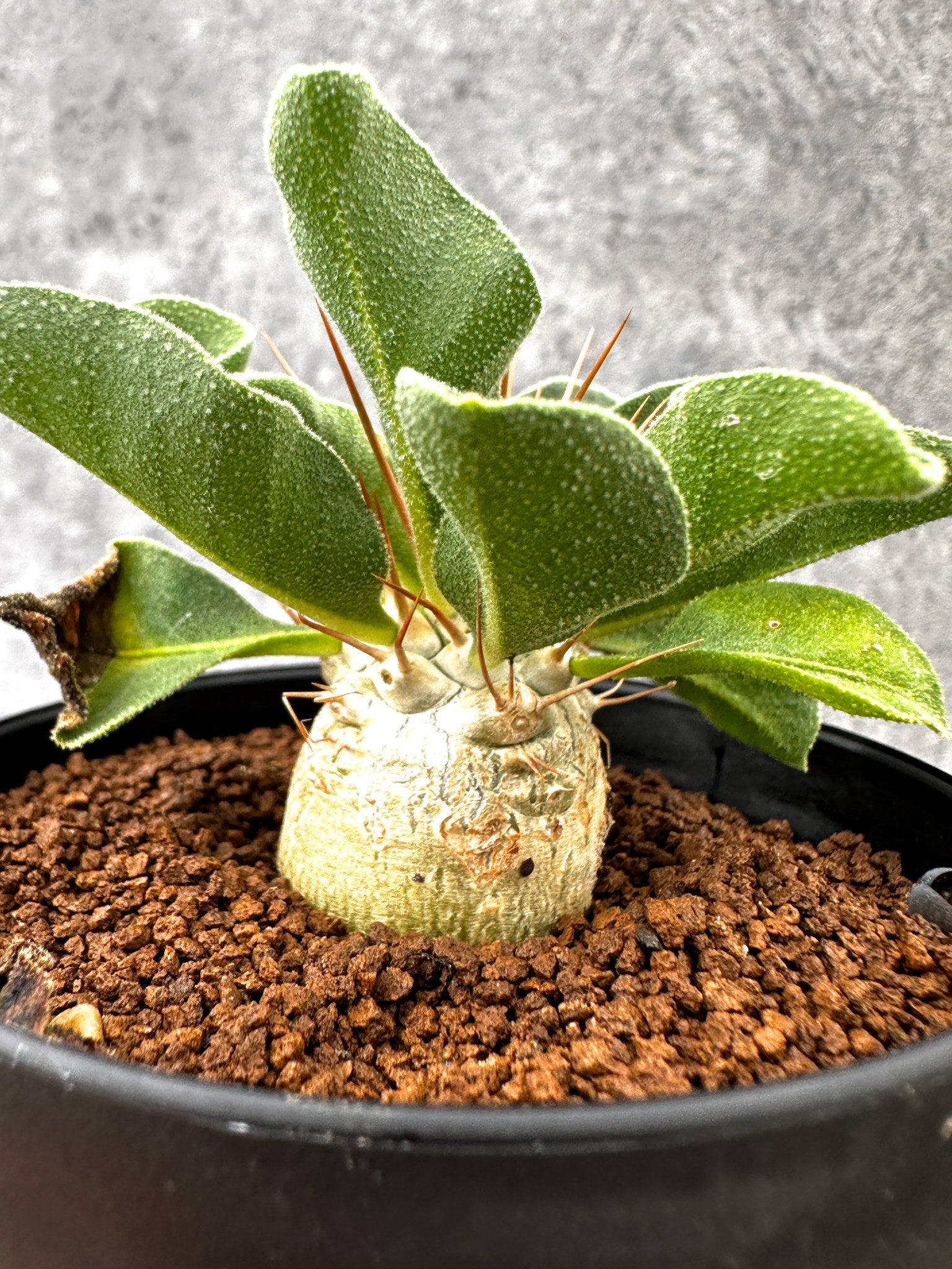 パキポディウム・ナマクアナム 光堂 実生【I61】 Pachypodium