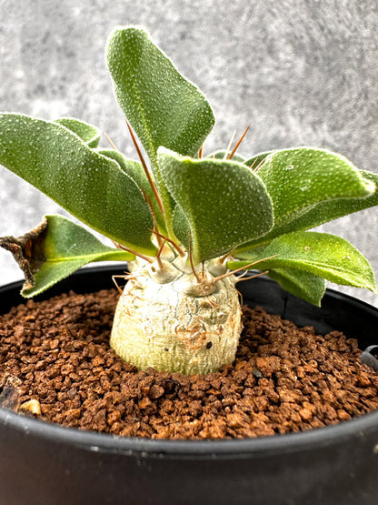 【現品限り】パキポディウム・ナマクアナム 光堂 実生【I61】 Pachypodium namaquanum