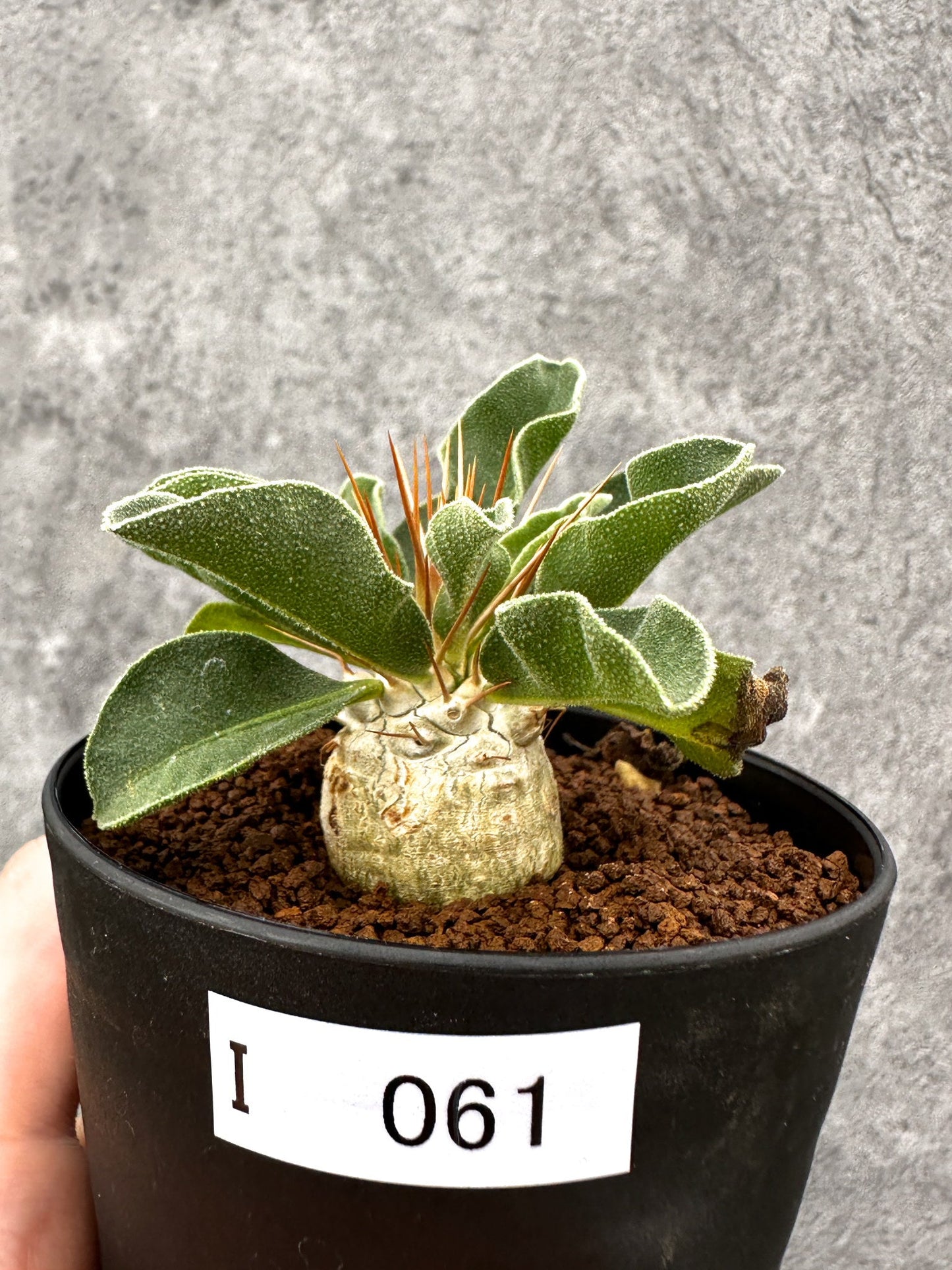 【現品限り】パキポディウム・ナマクアナム 光堂 実生【I61】 Pachypodium namaquanum