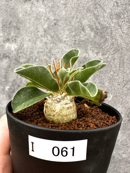 【現品限り】パキポディウム・ナマクアナム 光堂 実生【I61】 Pachypodium namaquanum