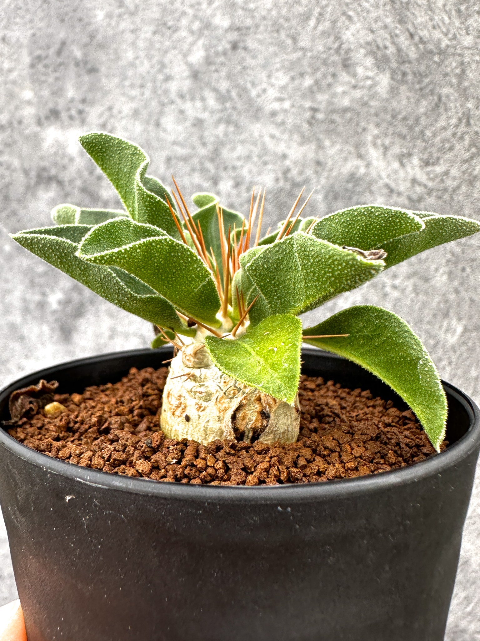 パキポディウム・ナマクアナム 光堂 実生【I61】 Pachypodium