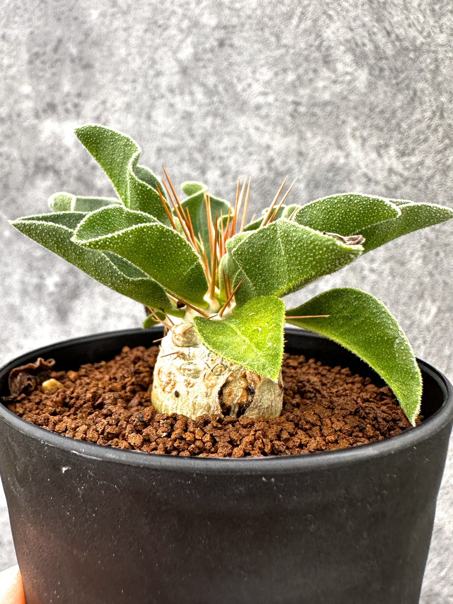 【現品限り】パキポディウム・ナマクアナム 光堂 実生【I61】 Pachypodium namaquanum