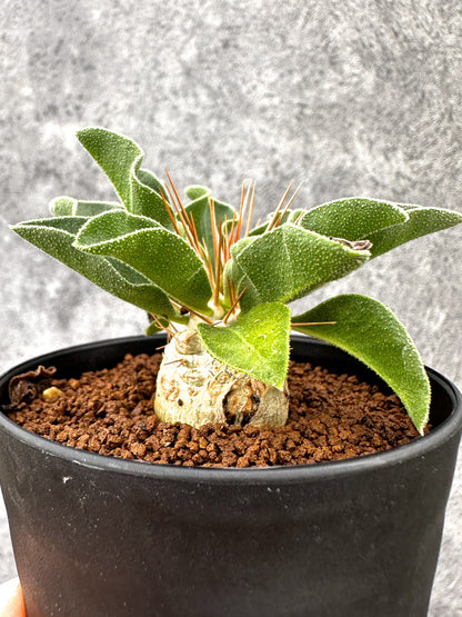 【現品限り】パキポディウム・ナマクアナム 光堂 実生【I61】 Pachypodium namaquanum