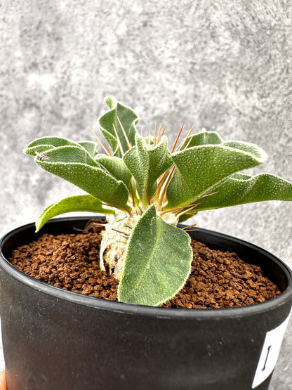 【現品限り】パキポディウム・ナマクアナム 光堂 実生【I61】 Pachypodium namaquanum