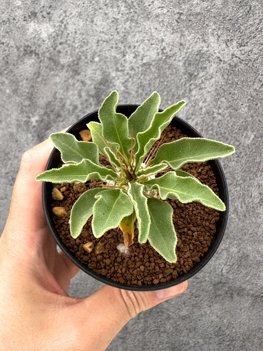 【現品限り】パキポディウム・ナマクアナム 光堂 実生【I62】 Pachypodium namaquanum