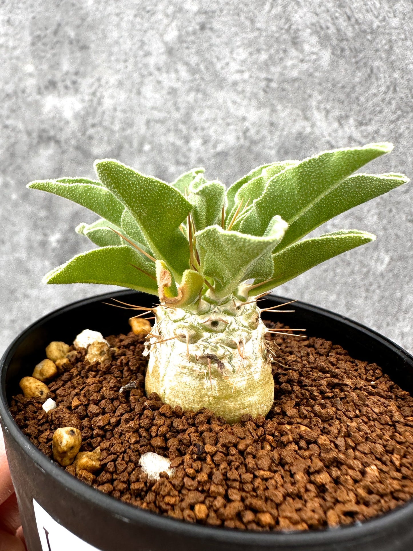 【現品限り】パキポディウム・ナマクアナム 光堂 実生【I62】 Pachypodium namaquanum