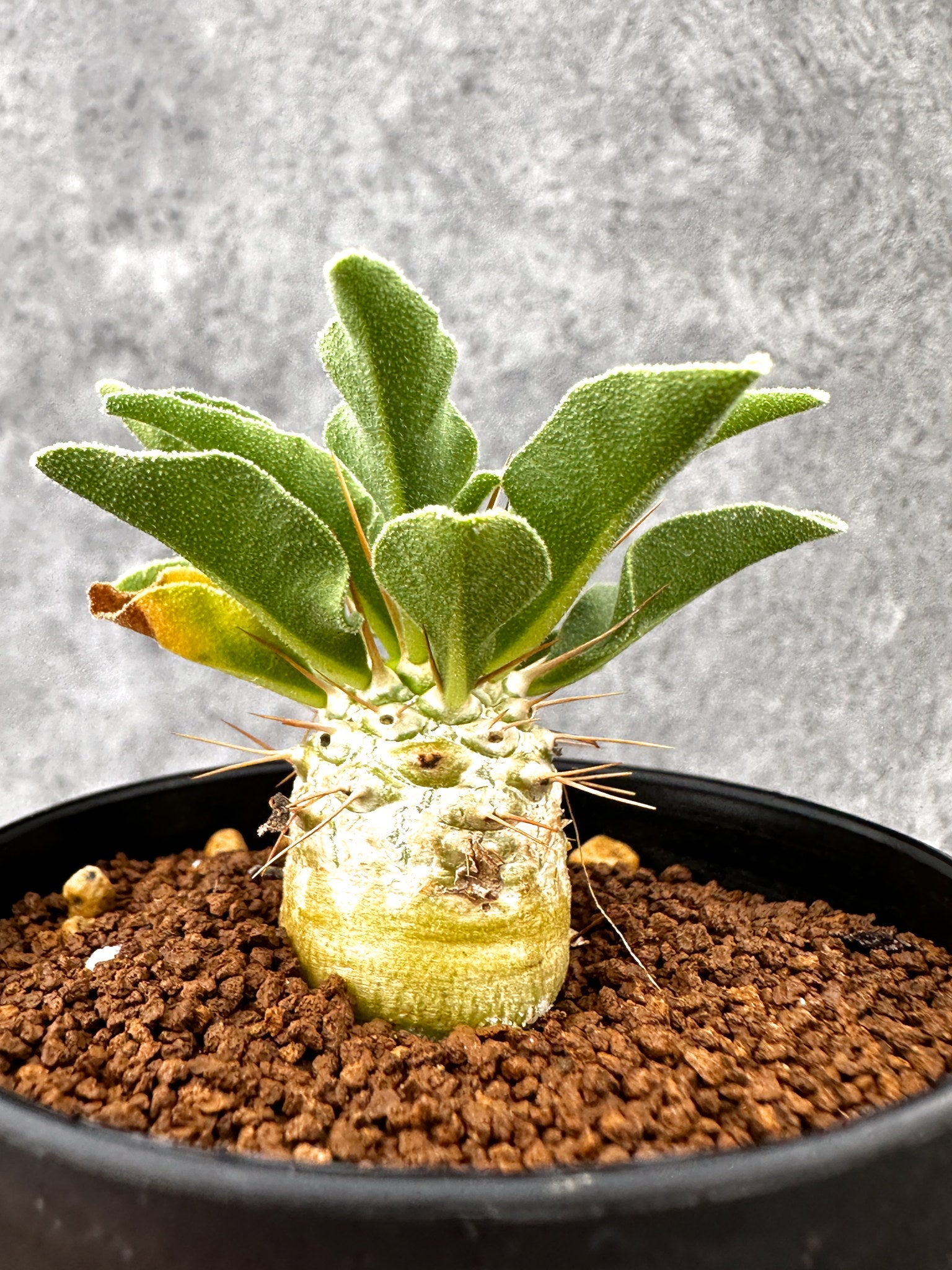 パキポディウム・ナマクアナム 光堂 実生【I62】 Pachypodium