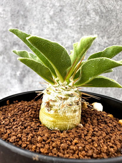 【現品限り】パキポディウム・ナマクアナム 光堂 実生【I62】 Pachypodium namaquanum
