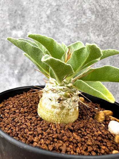 【現品限り】パキポディウム・ナマクアナム 光堂 実生【I62】 Pachypodium namaquanum