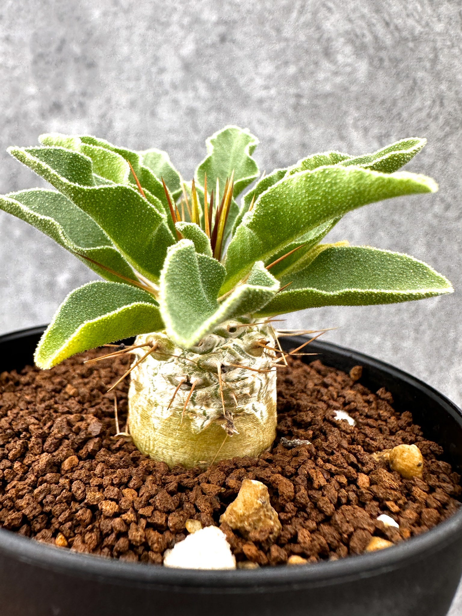 パキポディウム・ナマクアナム 光堂 実生【I62】 Pachypodium