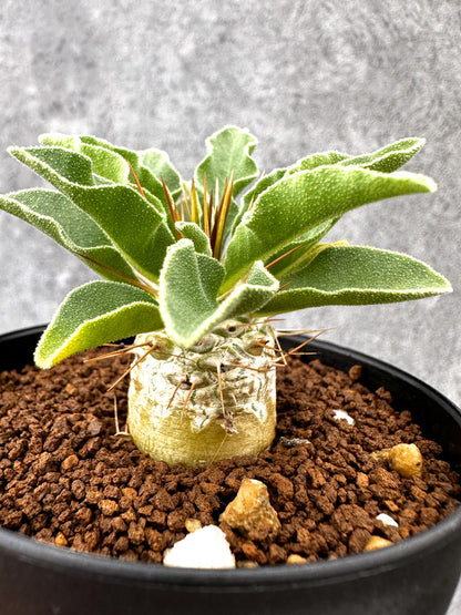 【現品限り】パキポディウム・ナマクアナム 光堂 実生【I62】 Pachypodium namaquanum