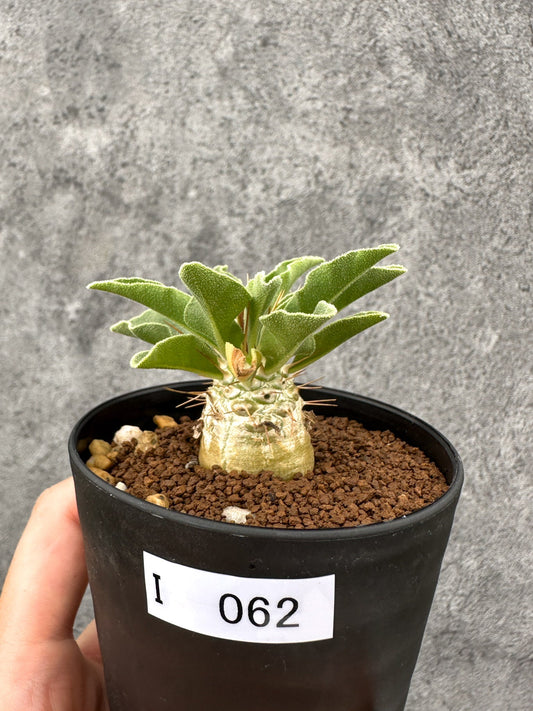 【現品限り】パキポディウム・ナマクアナム 光堂 実生【I62】 Pachypodium namaquanum