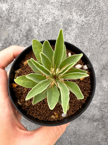【現品限り】パキポディウム・ナマクアナム 光堂 実生【I63】 Pachypodium namaquanum
