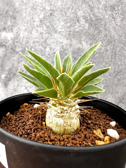 【現品限り】パキポディウム・ナマクアナム 光堂 実生【I63】 Pachypodium namaquanum