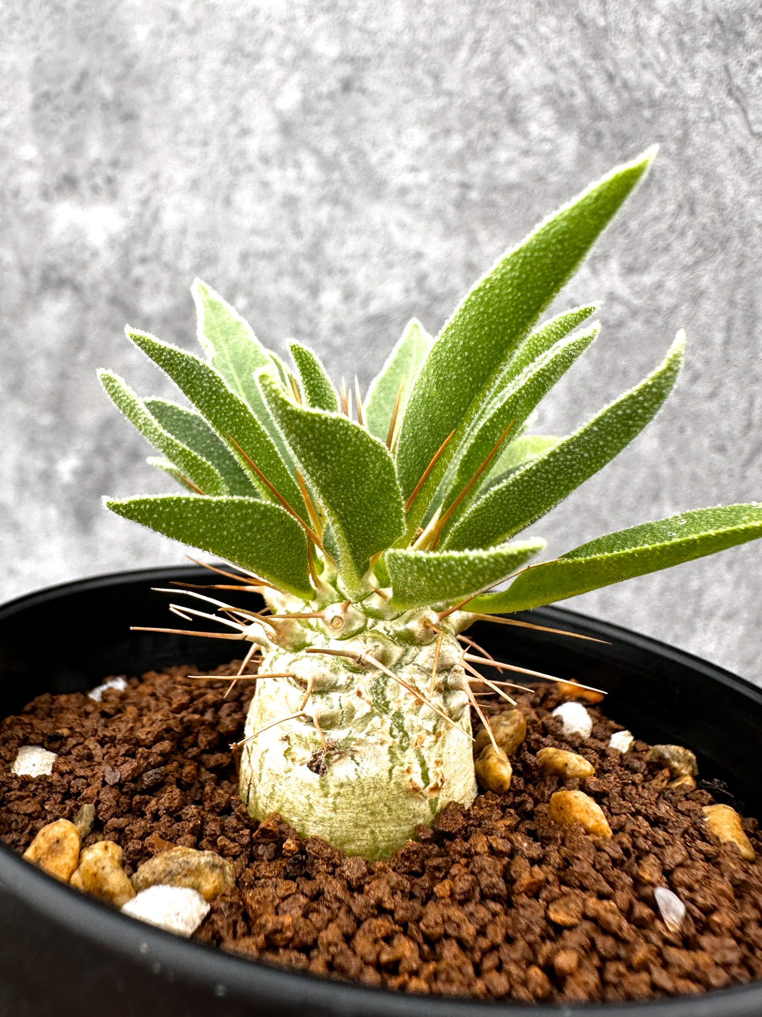 パキポディウム・ナマクアナム 光堂 実生【I63】 Pachypodium