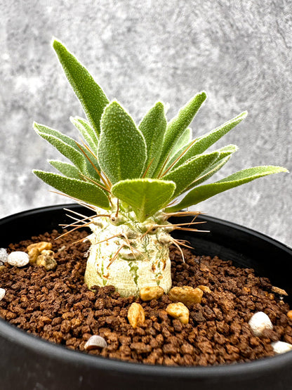 【現品限り】パキポディウム・ナマクアナム 光堂 実生【I63】 Pachypodium namaquanum