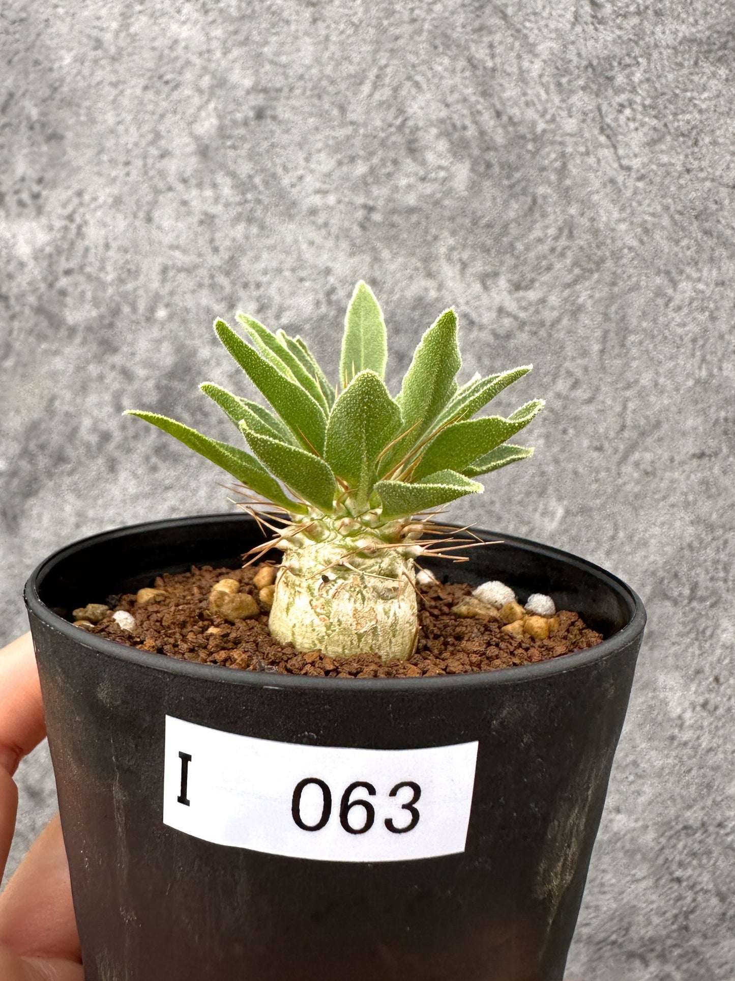 【現品限り】パキポディウム・ナマクアナム 光堂 実生【I63】 Pachypodium namaquanum