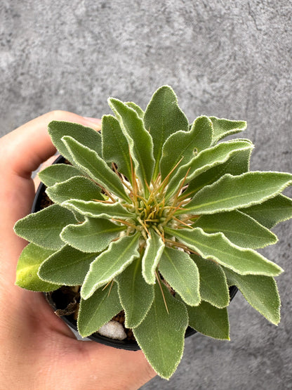【現品限り】パキポディウム・ナマクアナム 光堂 実生【I64】 Pachypodium namaquanum