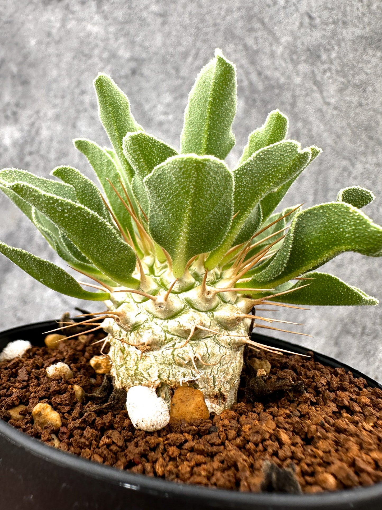 【現品限り】パキポディウム・ナマクアナム 光堂 実生【I64】 Pachypodium namaquanum