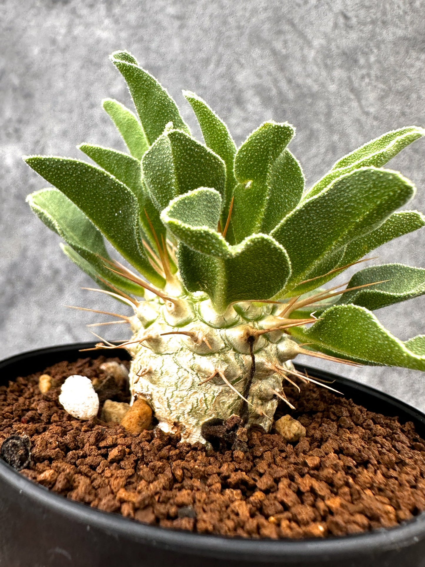 【現品限り】パキポディウム・ナマクアナム 光堂 実生【I64】 Pachypodium namaquanum