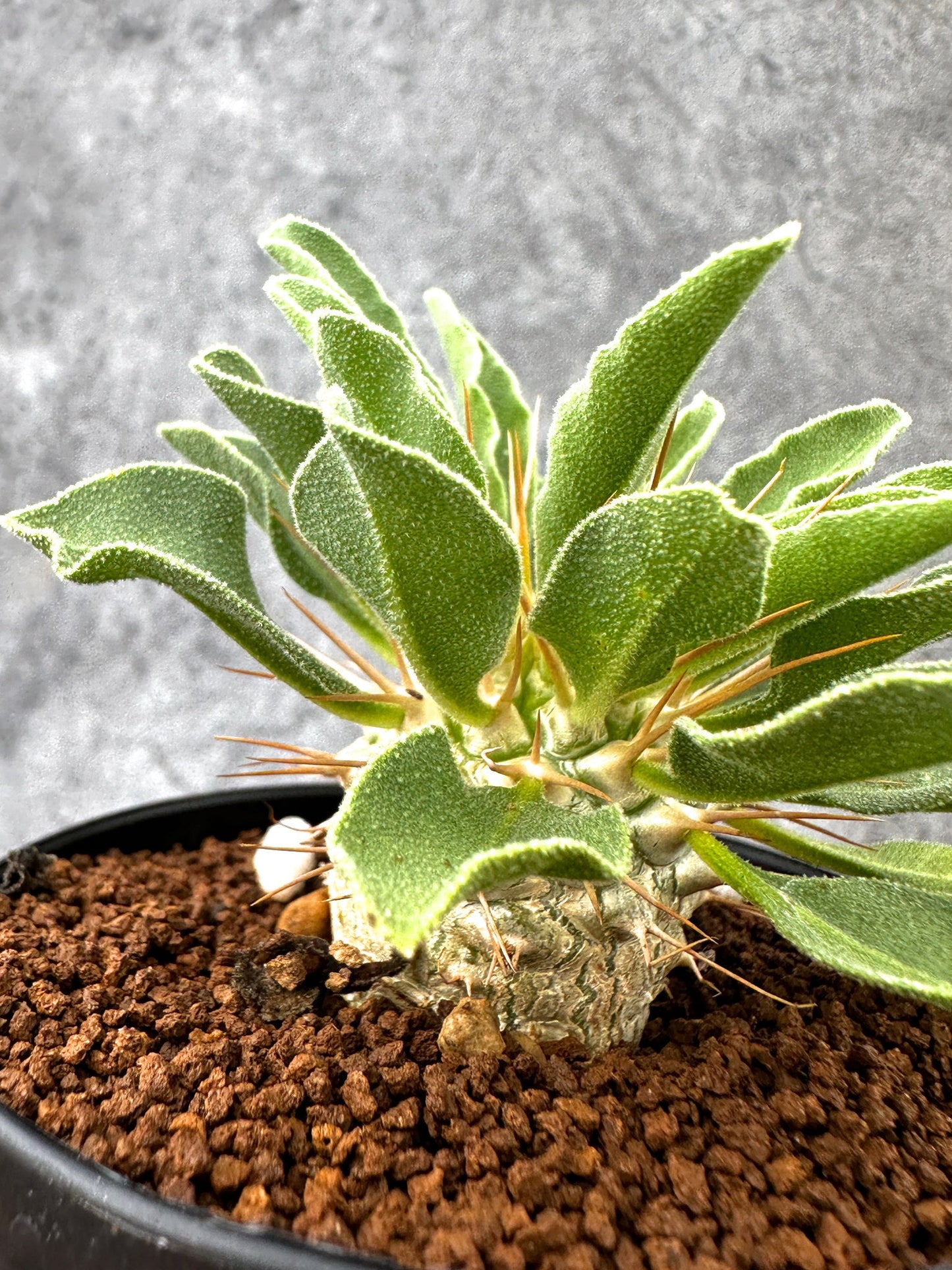【現品限り】パキポディウム・ナマクアナム 光堂 実生【I64】 Pachypodium namaquanum