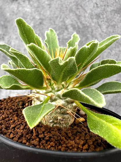 【現品限り】パキポディウム・ナマクアナム 光堂 実生【I64】 Pachypodium namaquanum