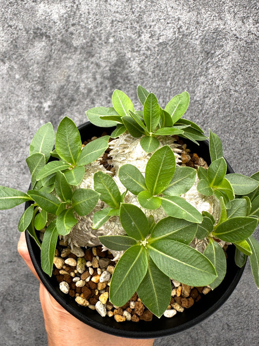 【現品限り】パキポディウム・ブレビカウレ 実生【I68】 Pachypodium brevicaule