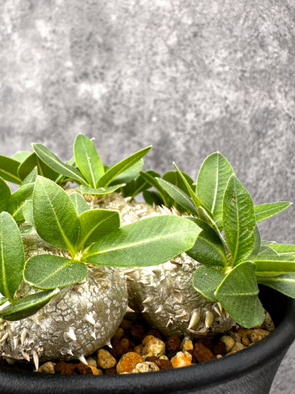 【現品限り】パキポディウム・ブレビカウレ 実生【I68】 Pachypodium brevicaule