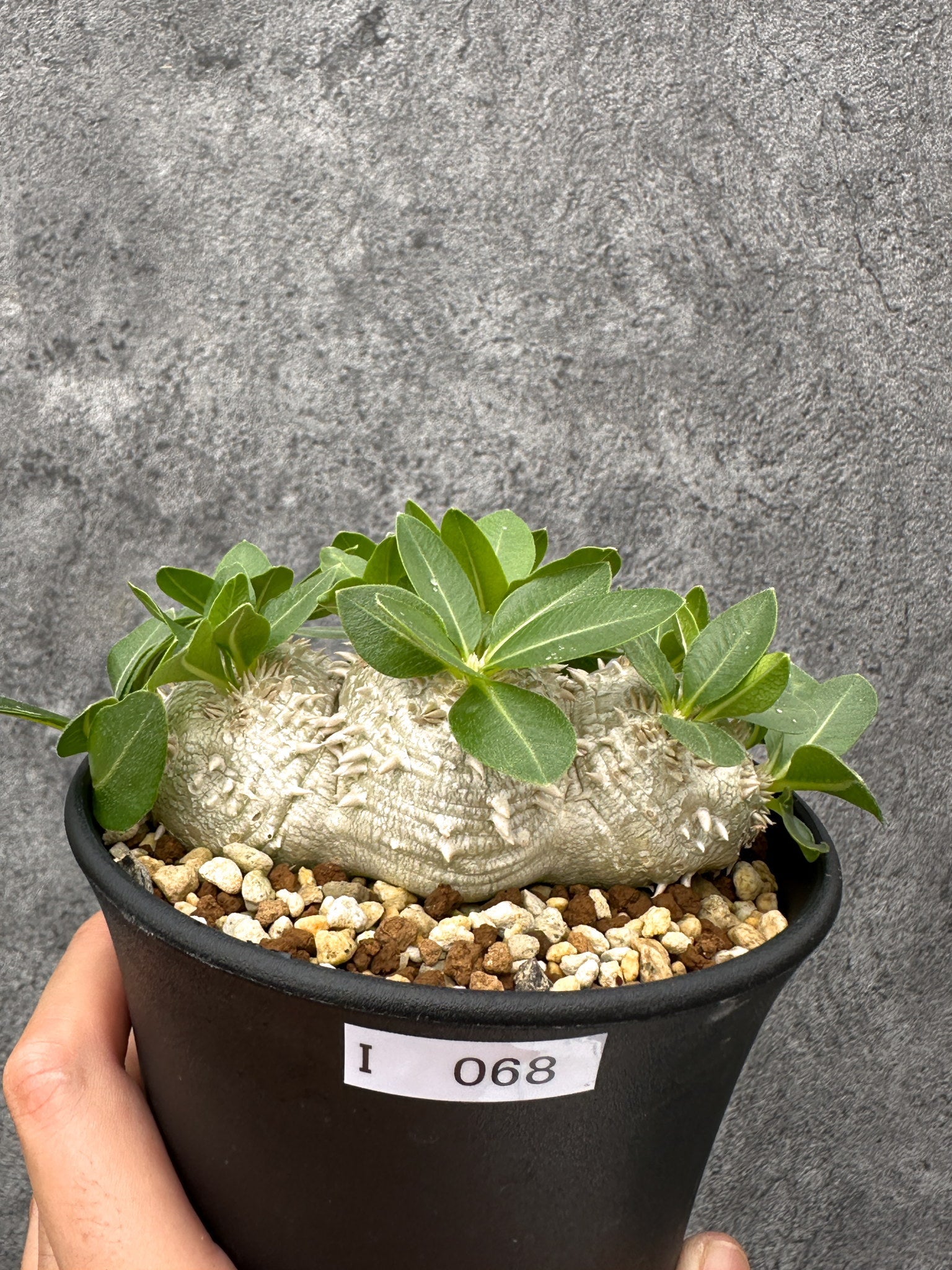 パキポディウム(Pachypodium)の種子・植物 通販サイト – プラント