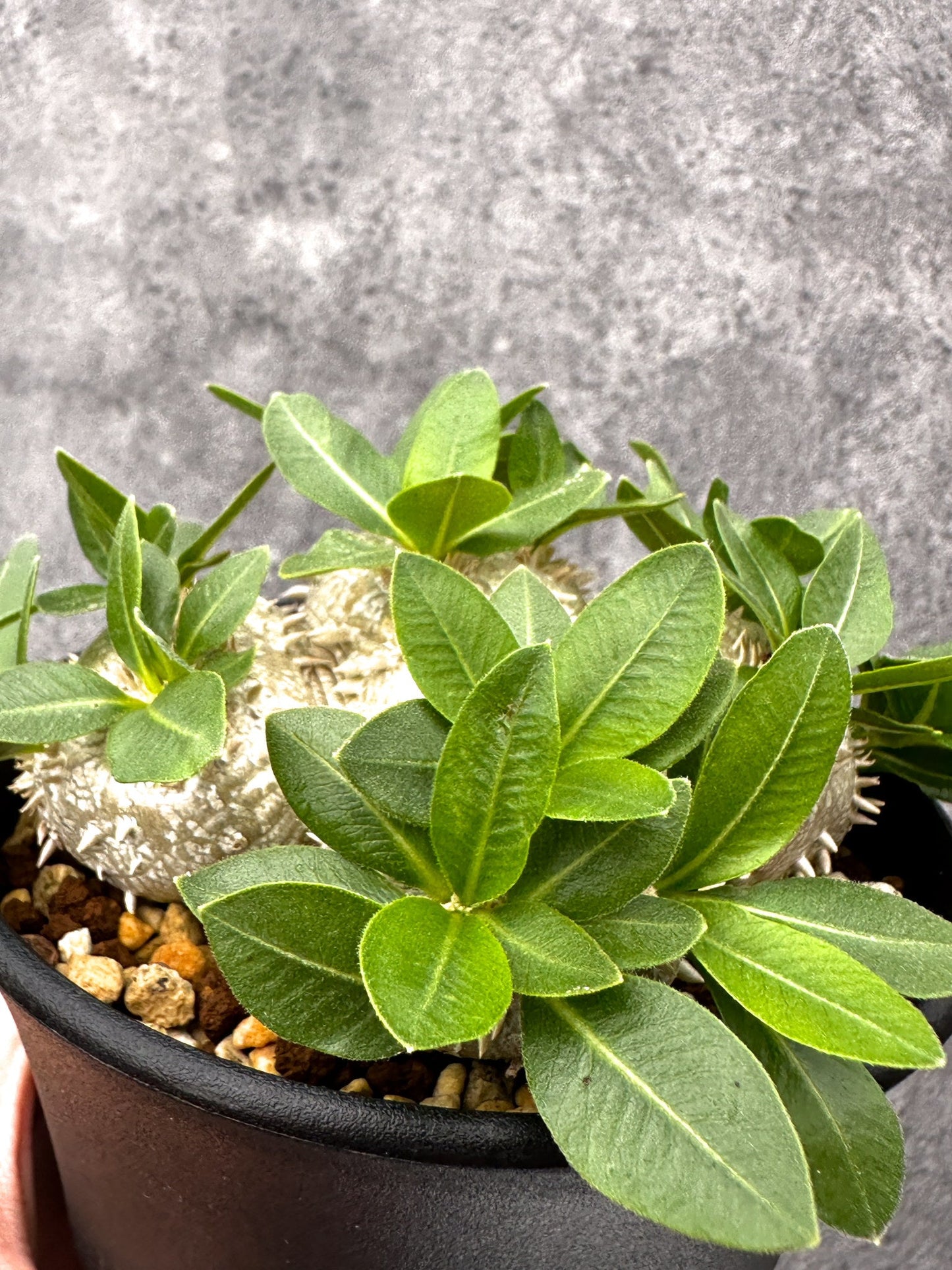 【現品限り】パキポディウム・ブレビカウレ 実生【I68】 Pachypodium brevicaule