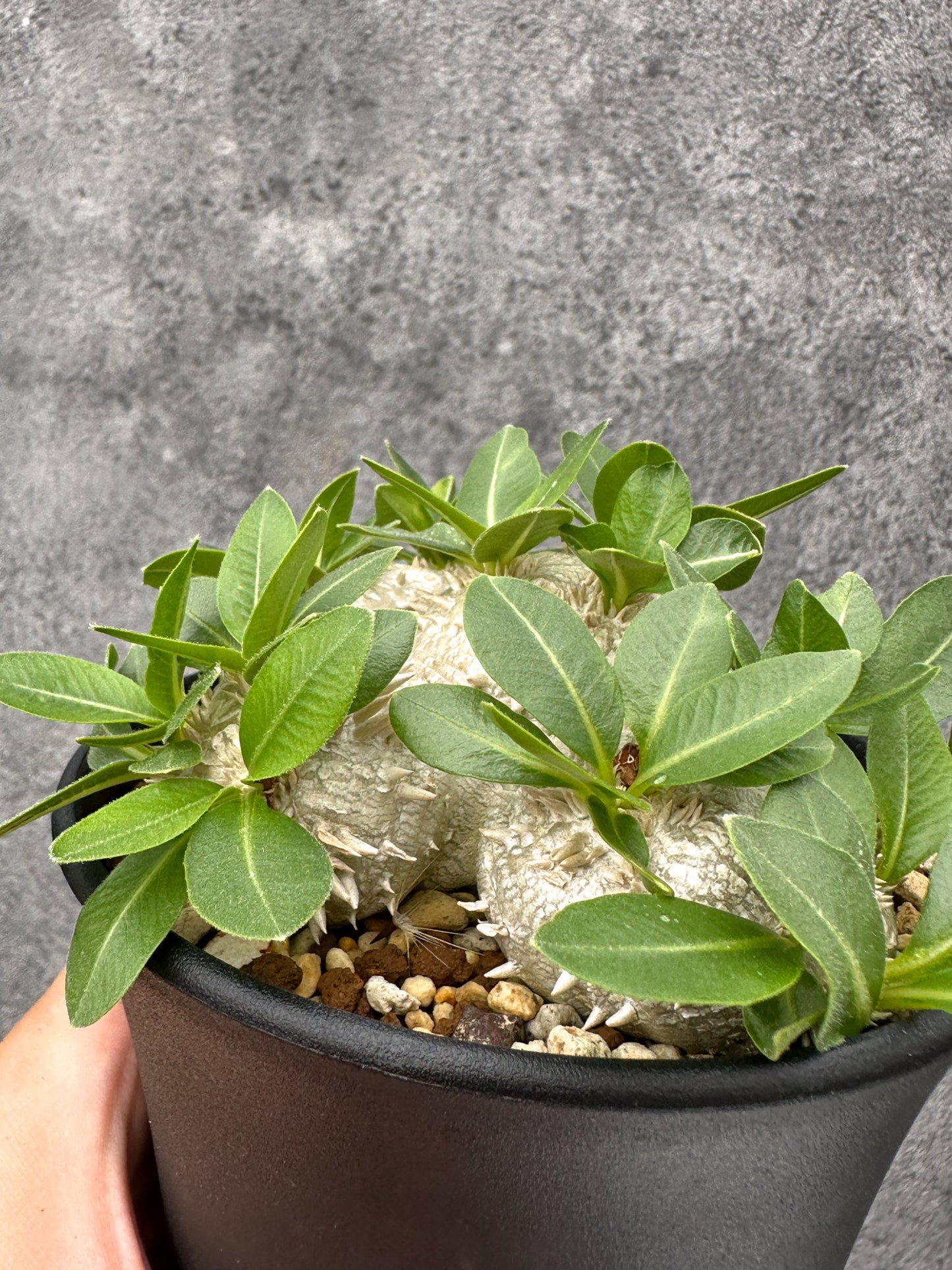 【現品限り】パキポディウム・ブレビカウレ 実生【I68】 Pachypodium brevicaule