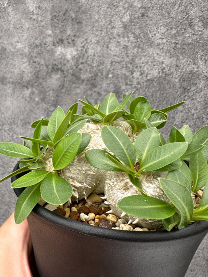 【現品限り】パキポディウム・ブレビカウレ 実生【I68】 Pachypodium brevicaule