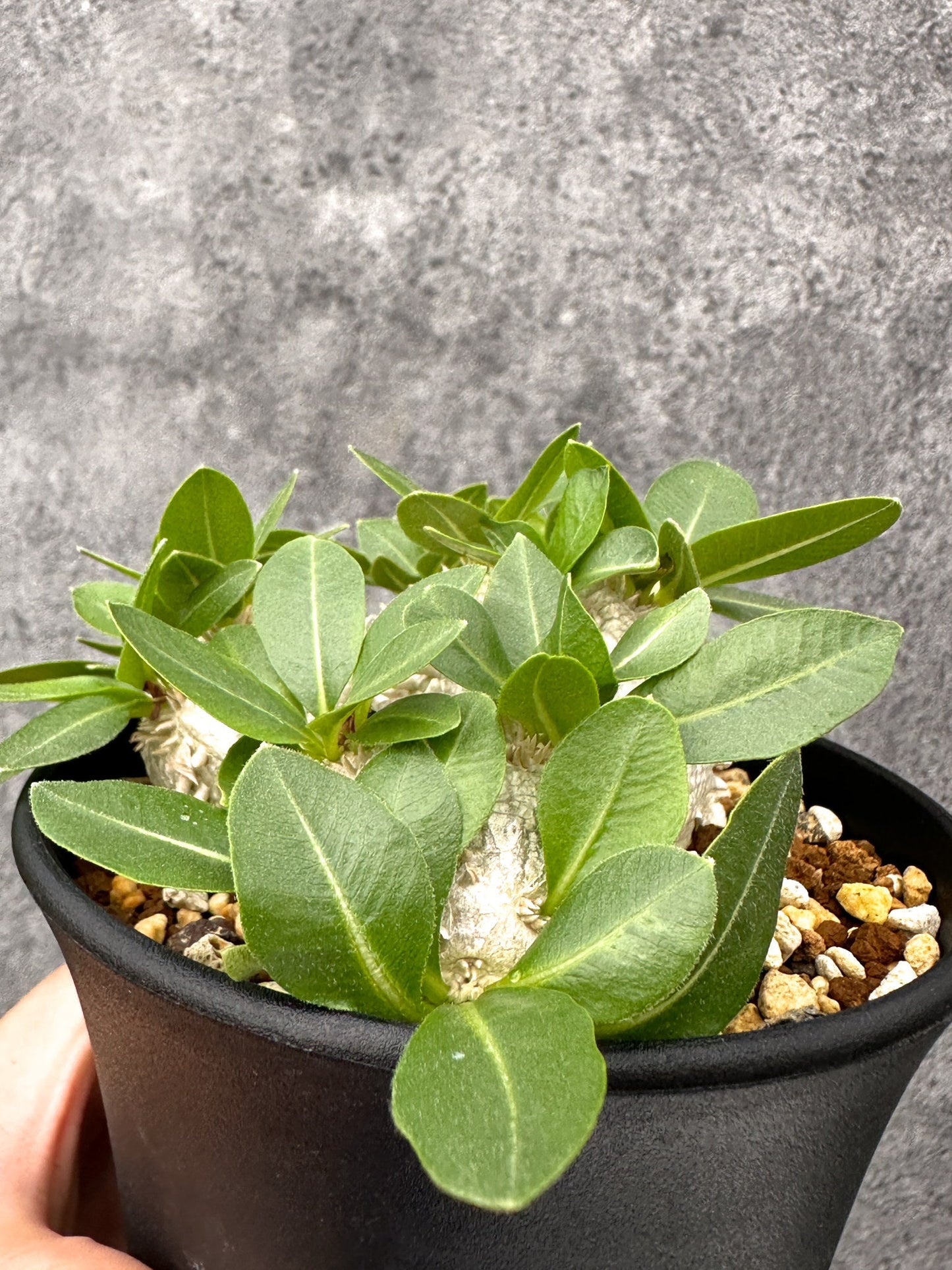【現品限り】パキポディウム・ブレビカウレ 実生【I68】 Pachypodium brevicaule