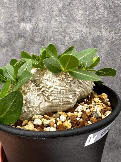 【現品限り】パキポディウム・ブレビカウレ 実生【I68】 Pachypodium brevicaule