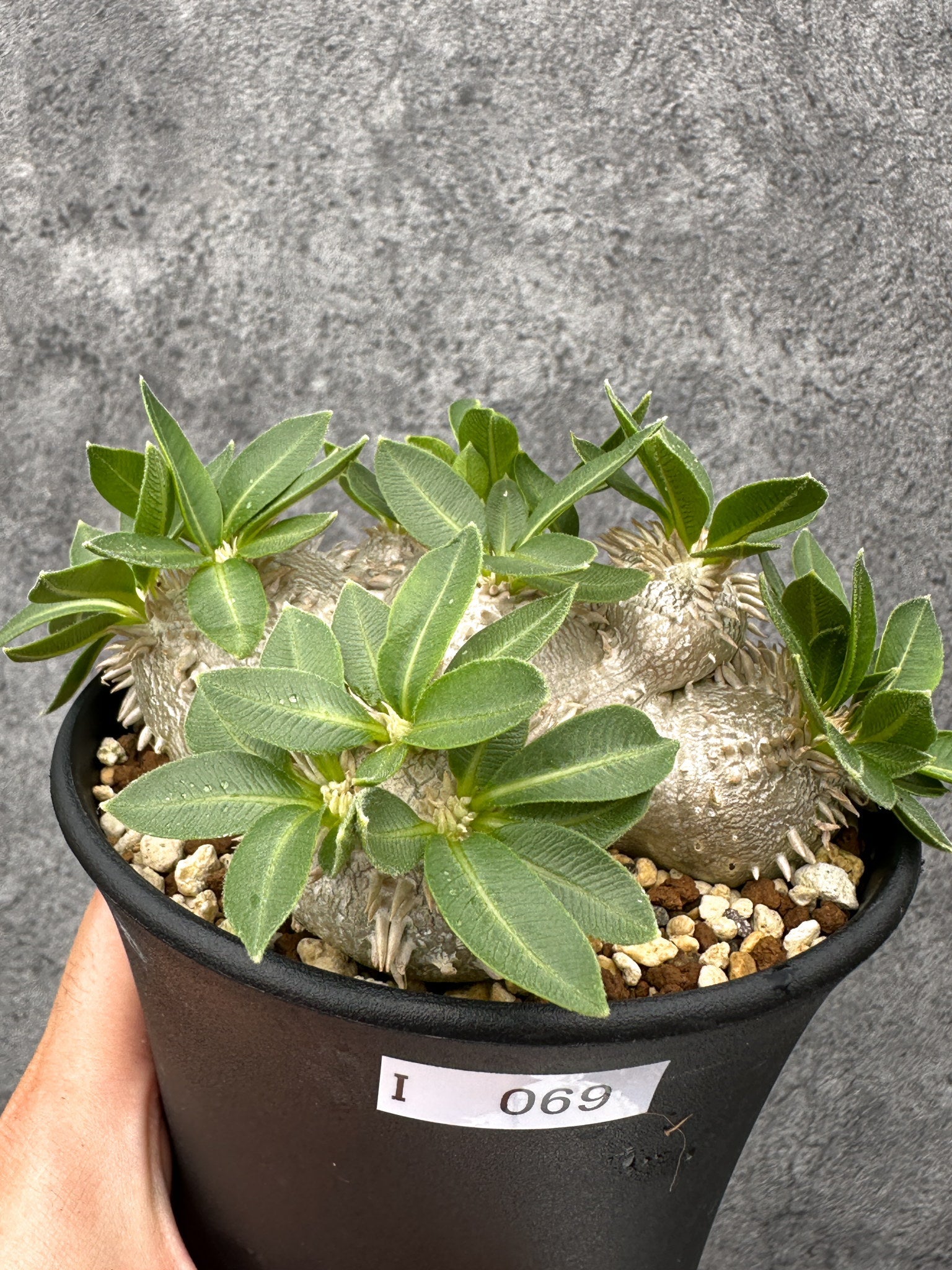 パキポディウム(Pachypodium)の種子・植物 通販サイト – プラント