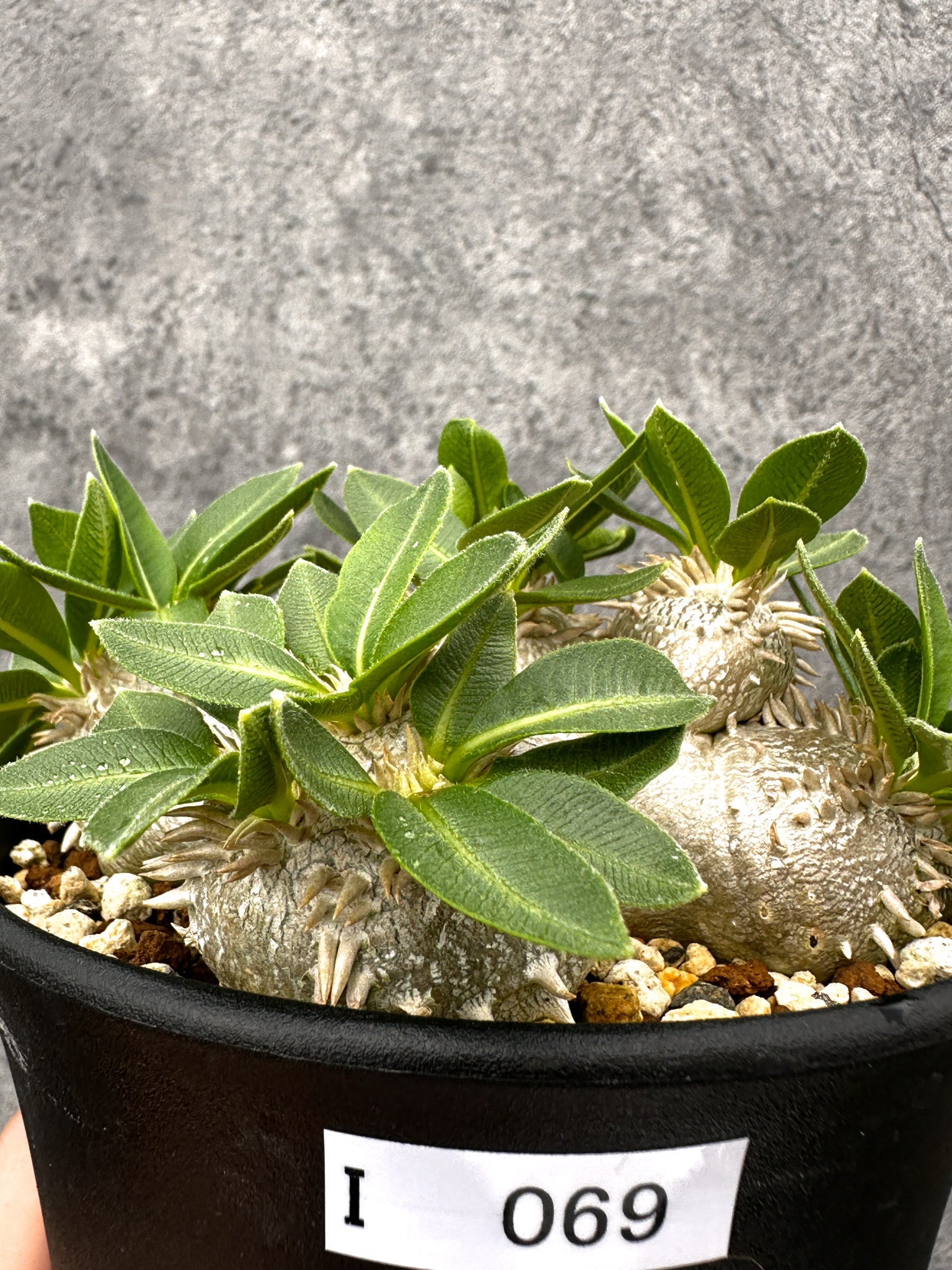 パキポディウム(Pachypodium)の種子・植物 通販サイト – プラント