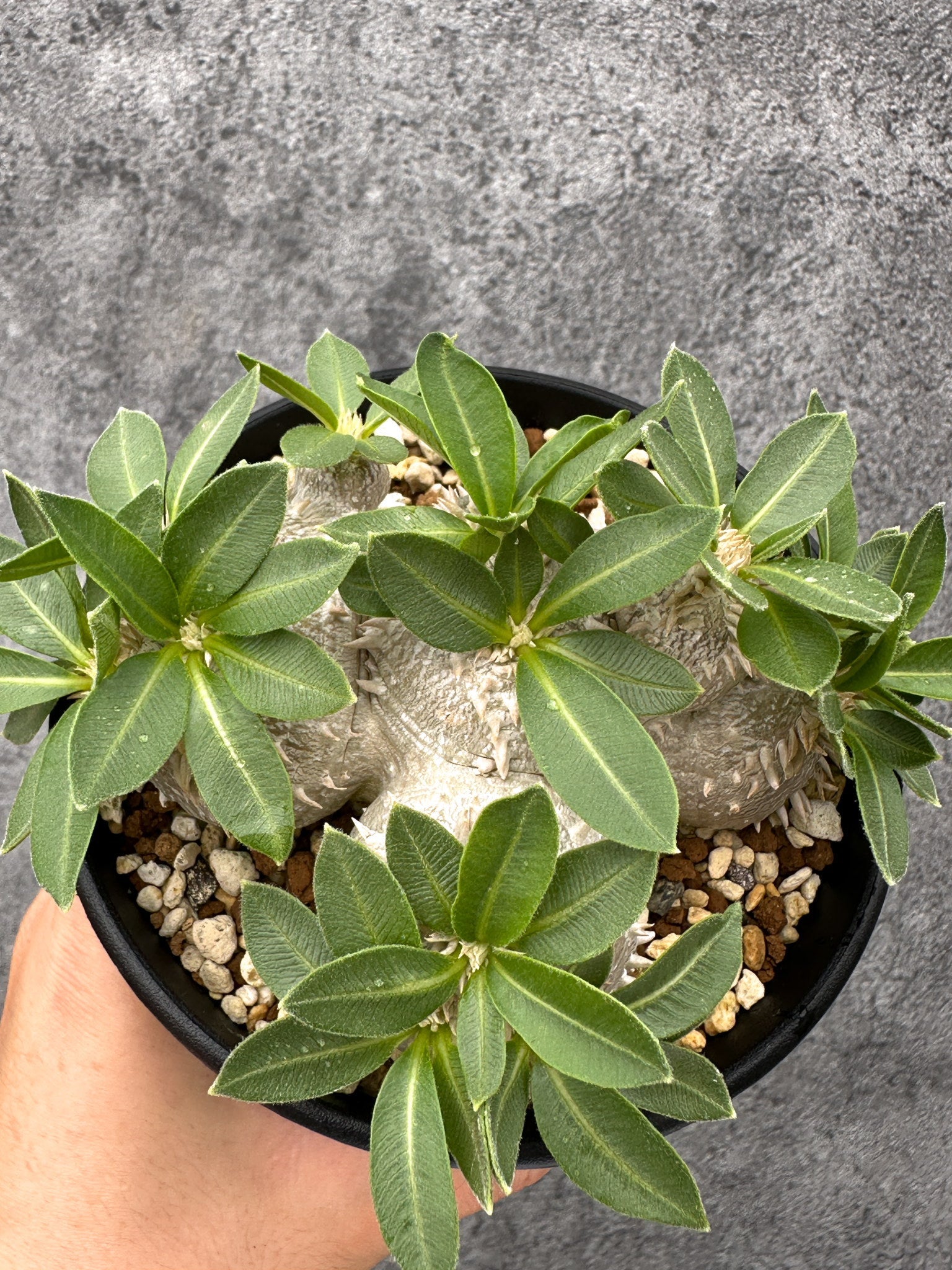 パキポディウム・ブレビカウレ 実生【I69】 Pachypodium brevicaule
