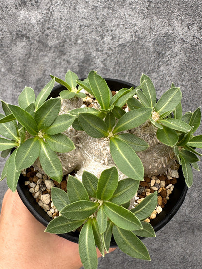【現品限り】パキポディウム・ブレビカウレ 実生【I69】 Pachypodium brevicaule