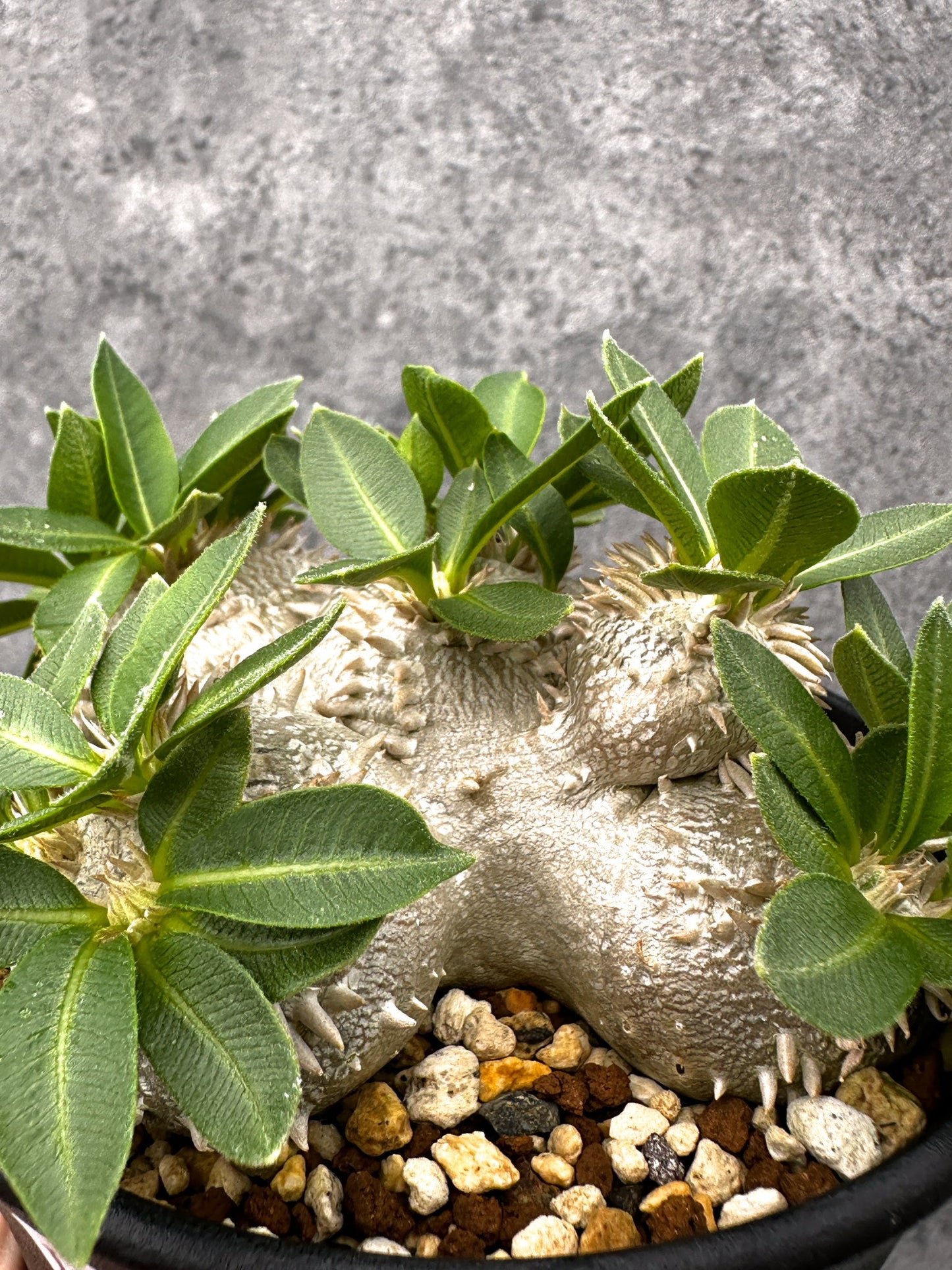 【現品限り】パキポディウム・ブレビカウレ 実生【I69】 Pachypodium brevicaule