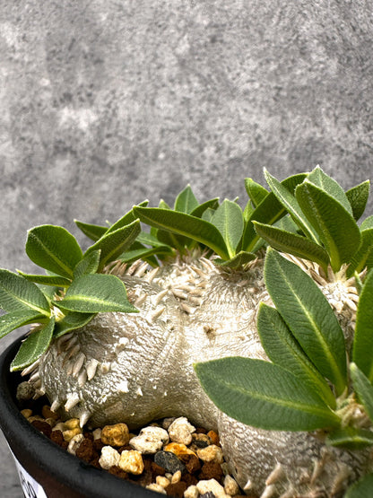 【現品限り】パキポディウム・ブレビカウレ 実生【I69】 Pachypodium brevicaule