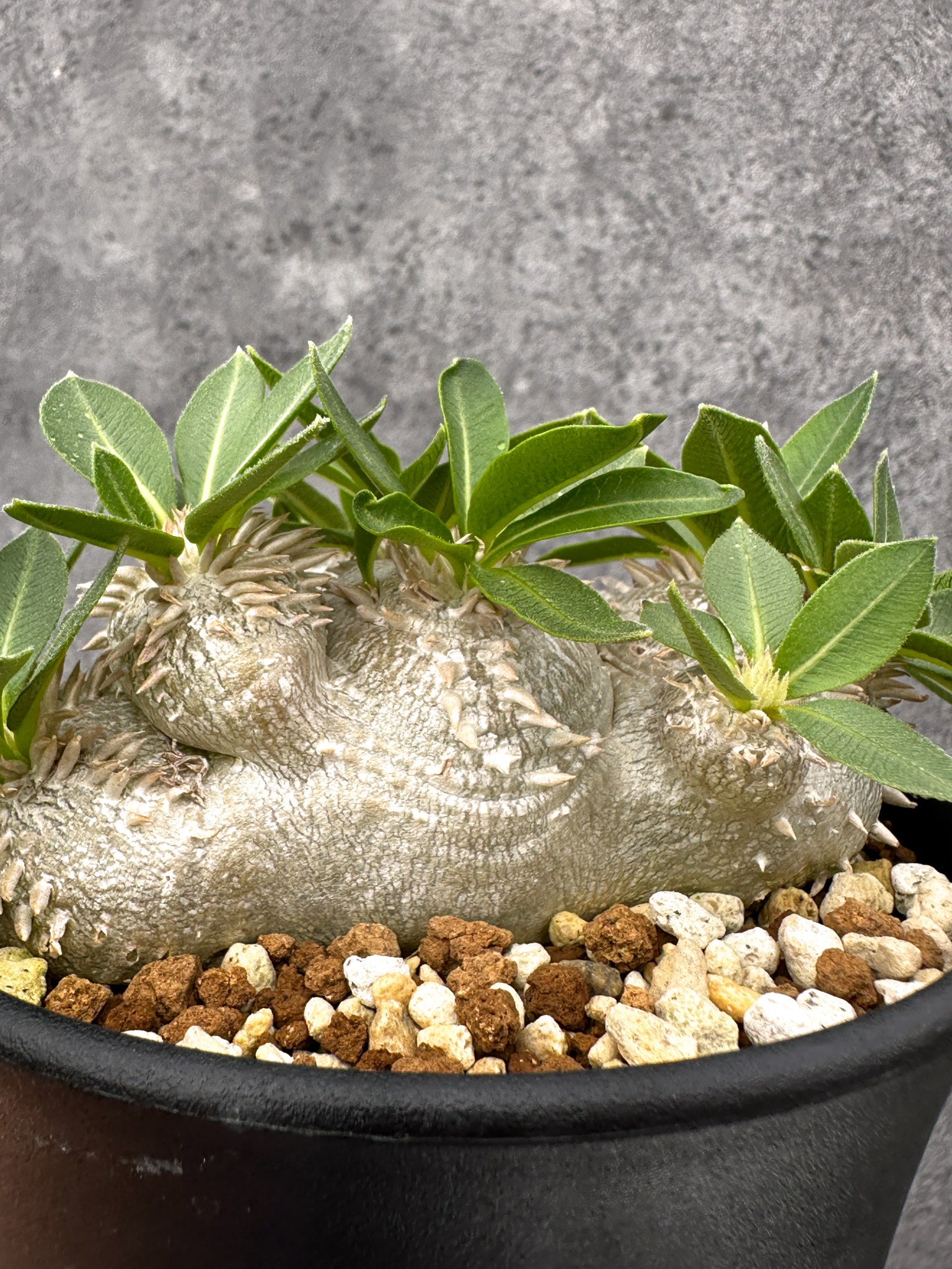パキポディウム・ブレビカウレ 実生【I69】 Pachypodium brevicaule