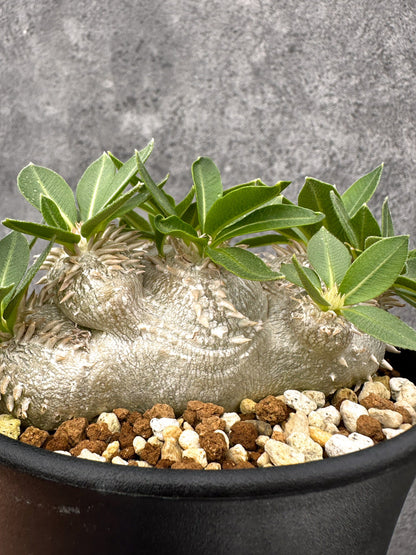 【現品限り】パキポディウム・ブレビカウレ 実生【I69】 Pachypodium brevicaule