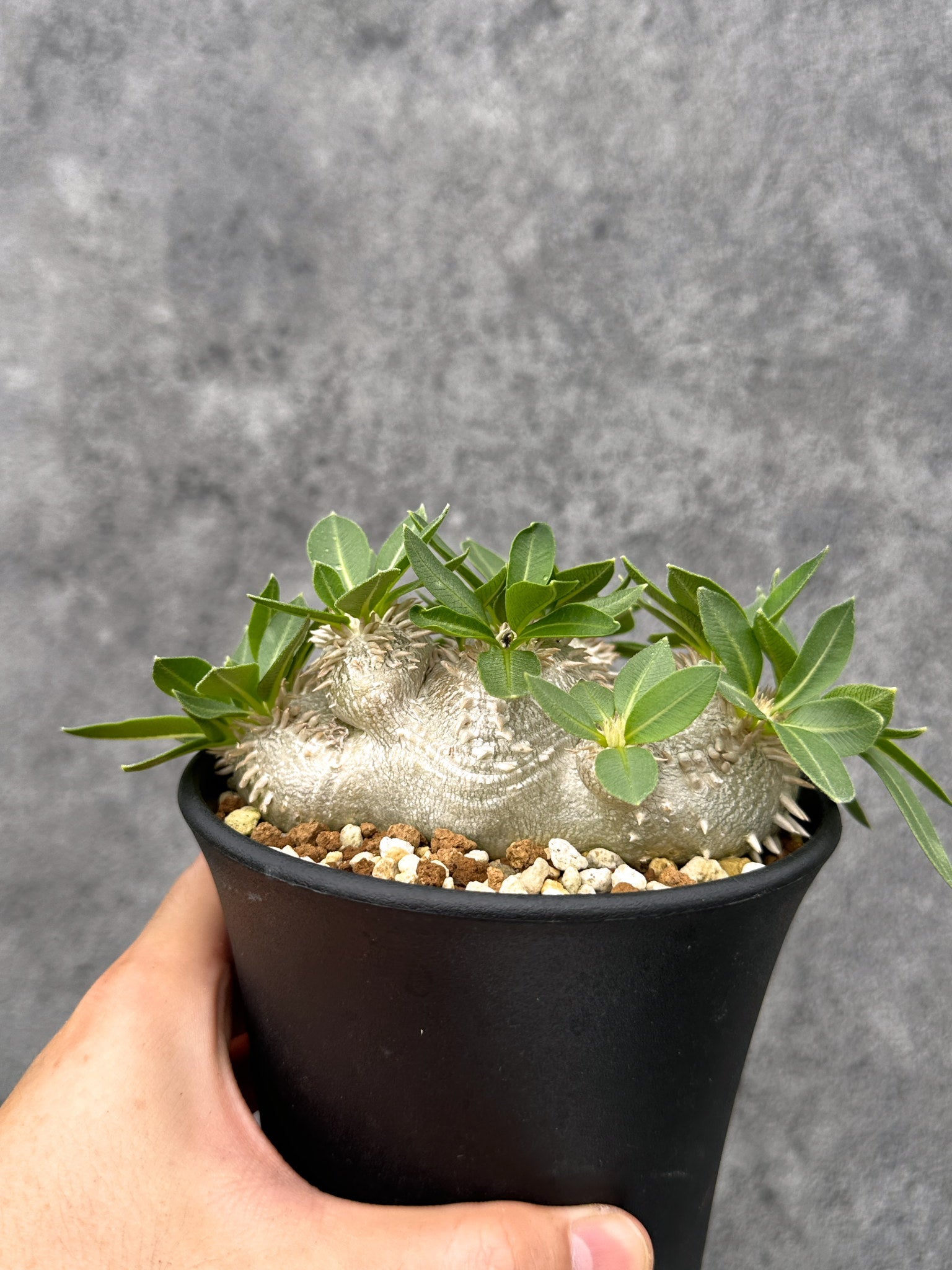 パキポディウム・ブレビカウレ 実生【I69】 Pachypodium brevicaule