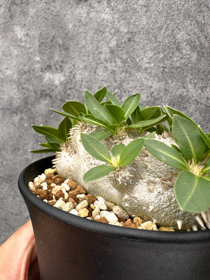 【現品限り】パキポディウム・ブレビカウレ 実生【I69】 Pachypodium brevicaule