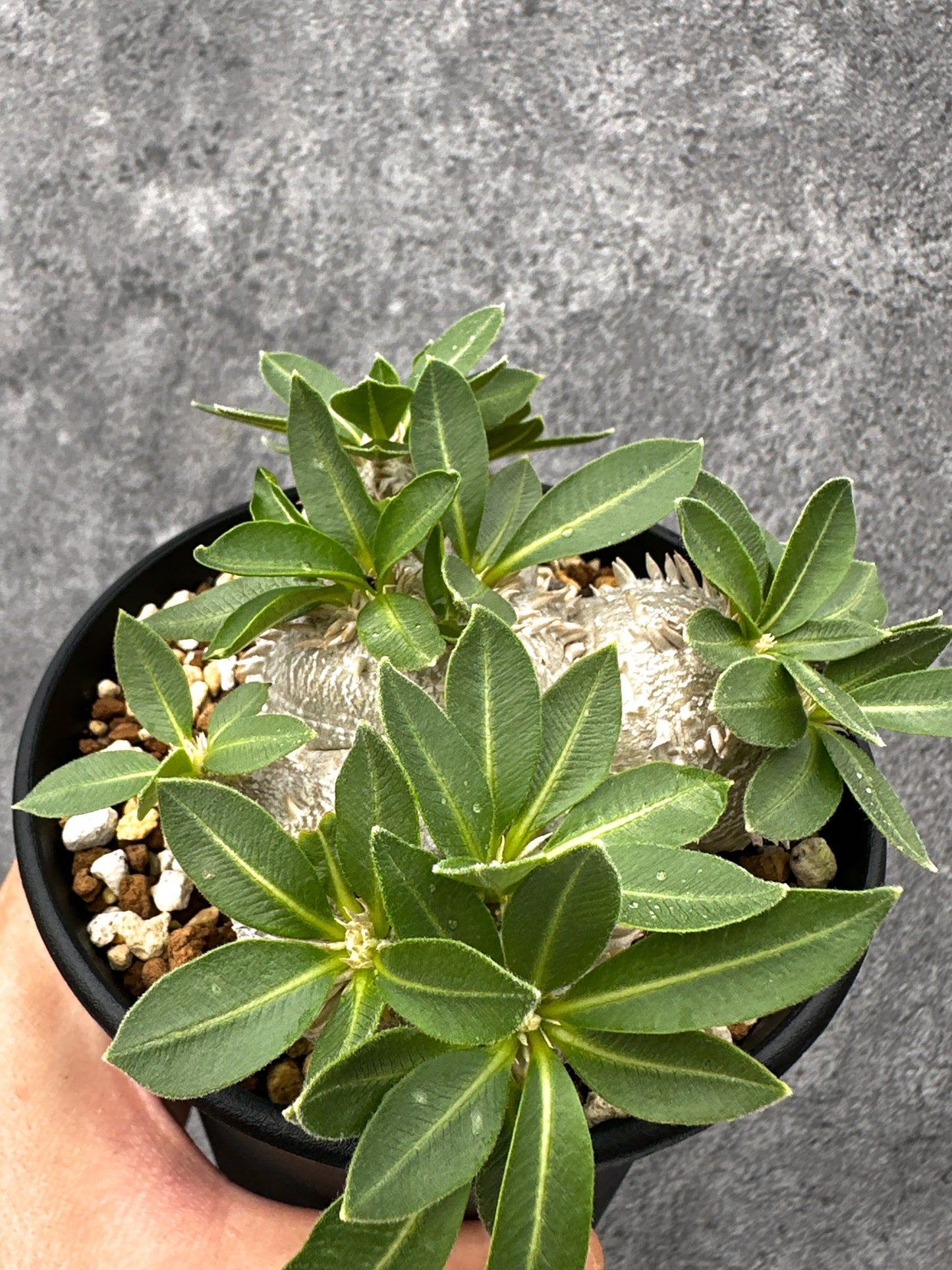 【現品限り】パキポディウム・ブレビカウレ 実生【I69】 Pachypodium brevicaule