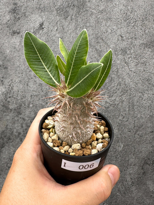 【現品限り】パキポディウム・デンシフローラム 長期実生【I6】 Pachypodium densiflorum