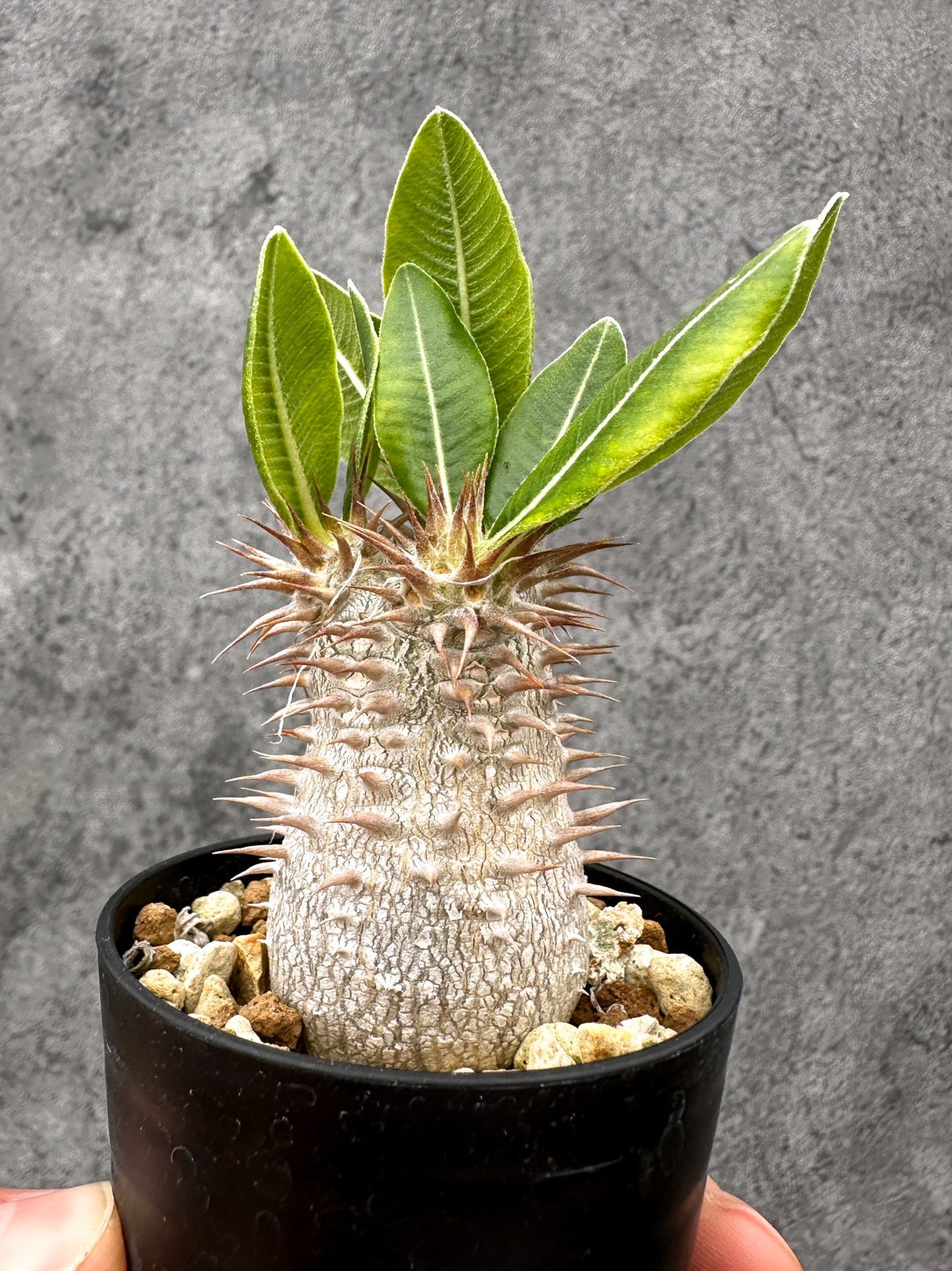 【現品限り】パキポディウム・デンシフローラム 長期実生【I6】 Pachypodium densiflorum